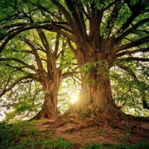 Arbres