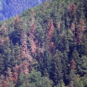 La forêt
