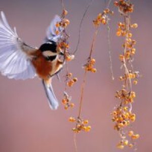 Le « génie » des oiseaux